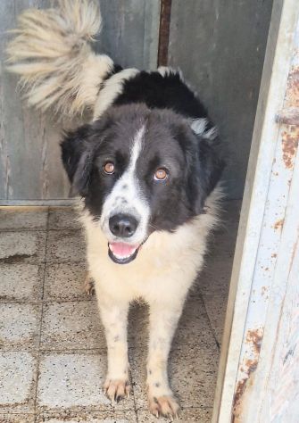 MARGOT,MERITA UNA MERAVIGLIOSA ADOZIONE! - Foto 4