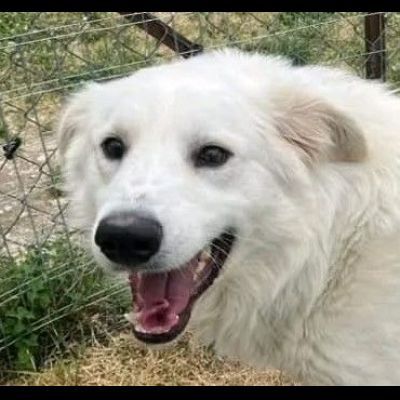 GERICO UNA MERAVIGLIA IN GABBIA, CANE IN ADOZIONE - Foto 9