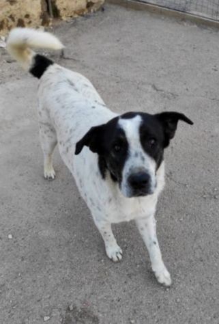 Speedy un cucciolone da sogno non ha ancora trovato casa - Foto 6