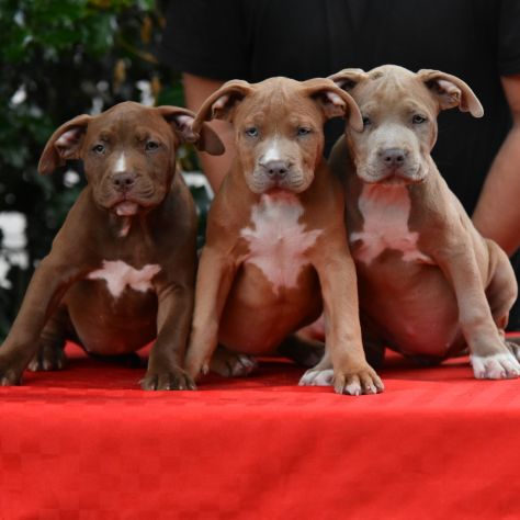 Cucciole di American Bully XL. - Foto 7