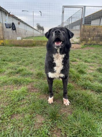 BENNY , UNA PICCOLA TENEREZZA, CANE IN ADOZIONE TG MEDIO CONTENUTA - Foto 10