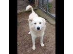 RUNNER cerca casa CANE IN ADOZIONE