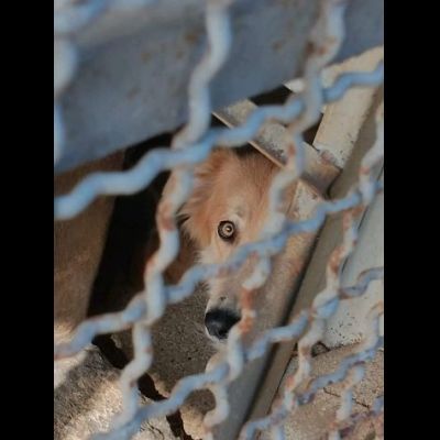 FENDI DOLCEZZA DA COCCOLARE CAGNOLINA IN ADOZIONE - Foto 2