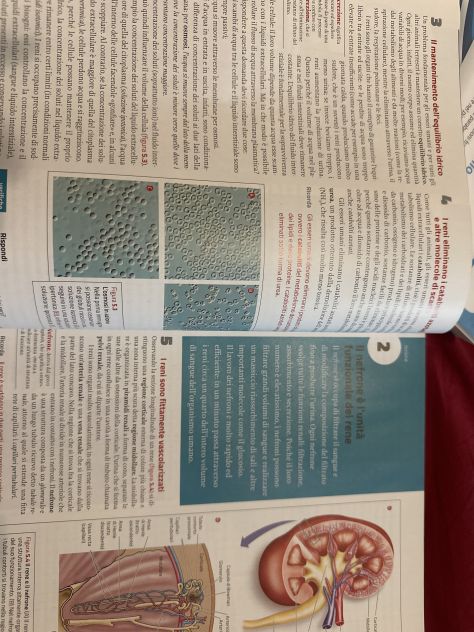 Il corpo umano - La nuova biologia.blu PLUS - Foto 2