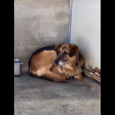 BEA E WHITE vite buttate, cani in adozione - Foto 3