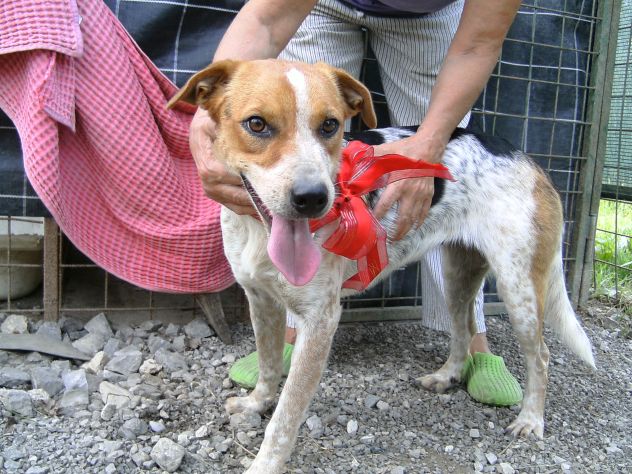 PARAGGINA, cagnolina URGENTE!! - Foto 3