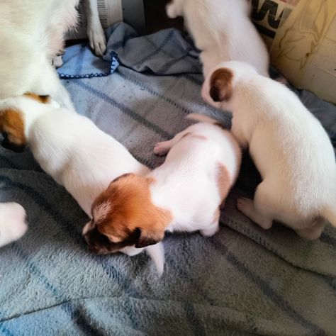 Jack Russell Terrier - Foto 5