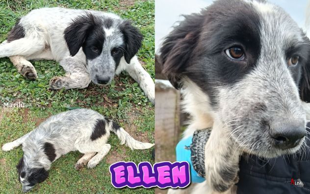 Emy, Alice ed Ellen cucciole in canile - Foto 3