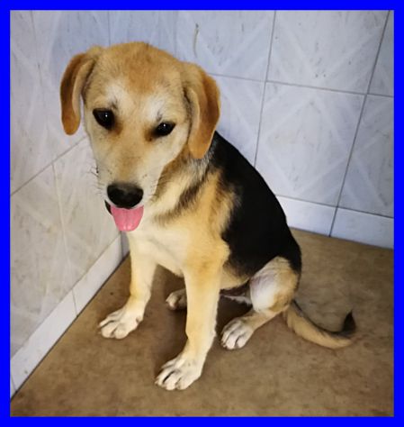 ROGER, CUCCIOLO SIMIL BEAGLE CERCA CASA - Foto 4