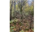 250/2025 3 BS - Bosco situato sul monte Pirello.