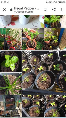 Semi Carolina Reaper, 7 Pot, Habanero, Diavolicchio, ..... - Foto 6