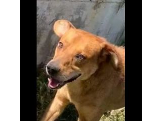 VICTOR TIMIDO E TRANQUILLO, CAGNOLINO IN ADOZIONE