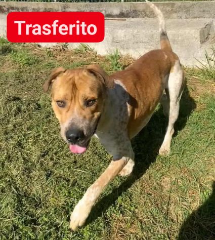 CASPER ALLERGRO E SOCIEVOLE; CANE IN ADOZIONE