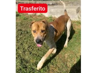 CASPER ALLERGRO E SOCIEVOLE; CANE IN ADOZIONE
