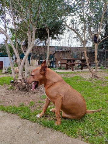 Ciro mix Pitbull 6anni e 1/2 aspetta da sempre 1casa. LIVORNO - Foto 4