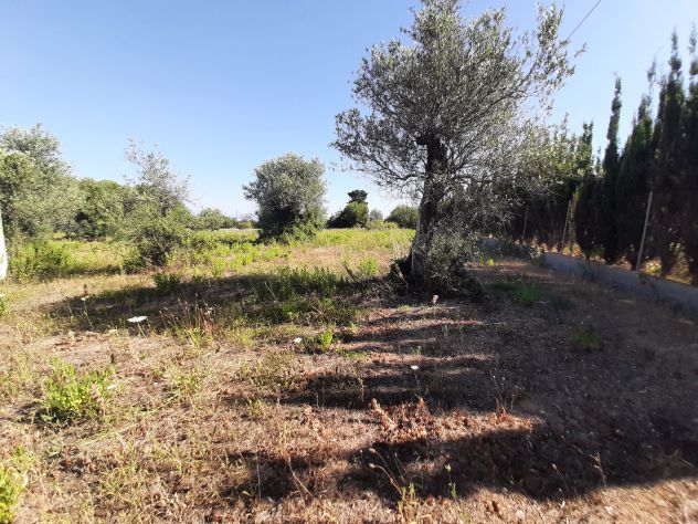 OLIVETO PAINEGGIANTE E VISTA MARE - Foto 3