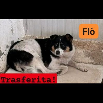 FLO CAGNOLINA IN ADOZIONE - Foto 2