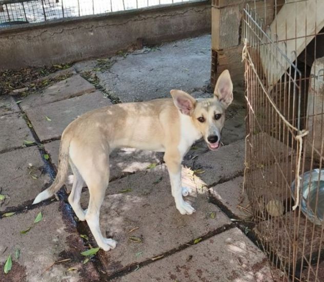 MIA cucciola non voluta... - Foto 2