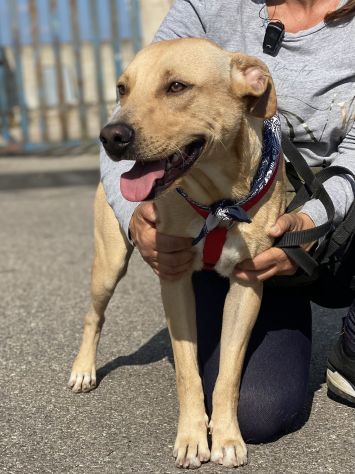 Tuono ,cucciolo di 2 anni in adozione - Foto 8