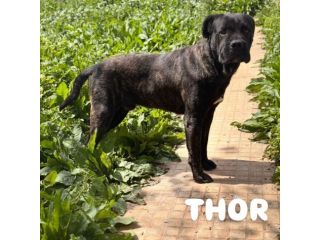 Thor e' buono e gentile cerca casa