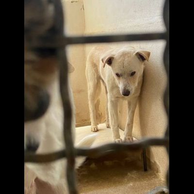 LIVIO UNA SPERANZA PER LUI, CANE IN ADOZIONE TG MEDIA - Foto 2
