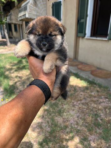 Cuccioli di Shiba Inu (con pedigree ENCI) - Foto 6