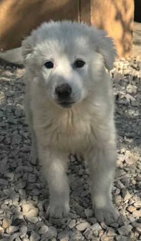 CUCCIOLE MAREMMANO 4 MESI SONO IN CANILE - Foto 6
