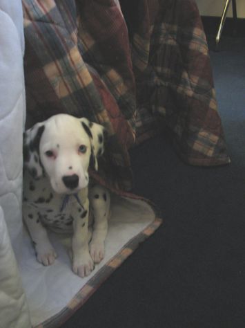 CUCCIOLI DALMATA CON PRESTIGIOSO PEDIGREE - Foto 4
