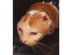 ANGELINA, solo 3 anni, adozione del cuore