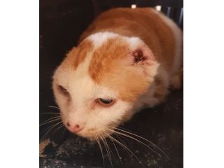 ANGELINA, solo 3 anni, adozione del cuore