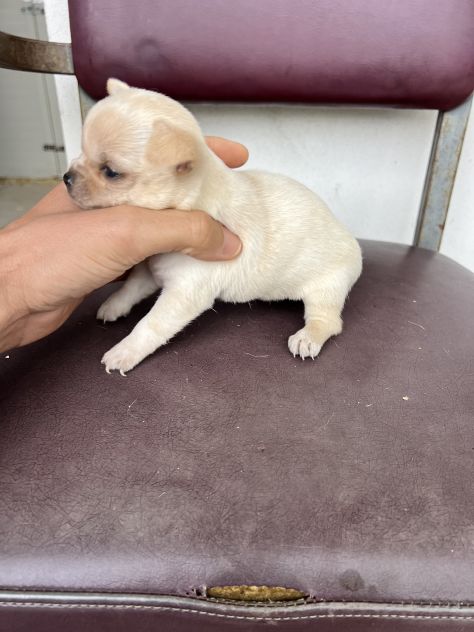 Chihuahua Toy Femmina - Foto 4