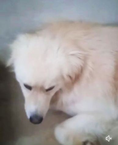 DEA GIOVANE E BELLISSIMA CAGNOLINA IN ADOZIONE - Foto 5