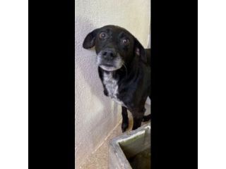 MOZART DOLCEZZA E AVVILIMENTO CANE IN ADOZIONE TG MEDIO CONTENUTA