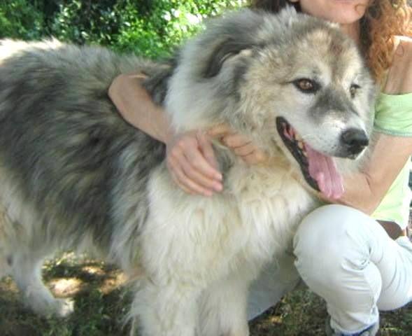 GRIGIO, stupendo mix Pastore del Caucaso - Foto 4