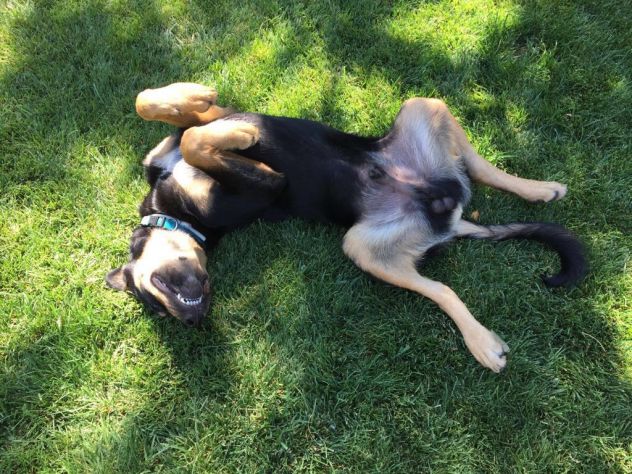 REY, stupendo cucciolone - Foto 3