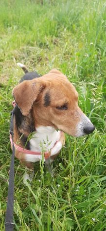 Bruno mix beagle e bassotto - Foto 2