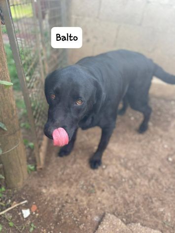Balto simil labrador