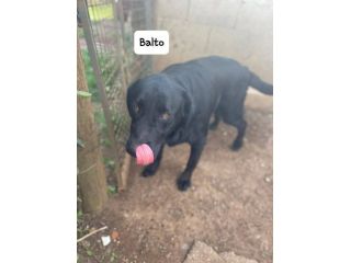 Balto simil labrador