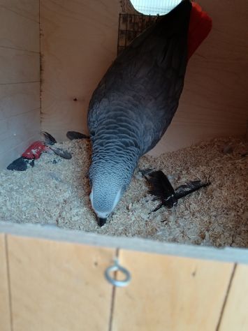 Cenerini bellissima coppia - Foto 4