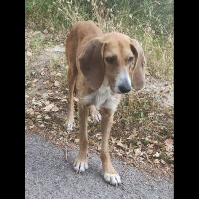 Filippo un amore, cane in adozione