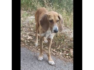 Filippo un amore, cane in adozione