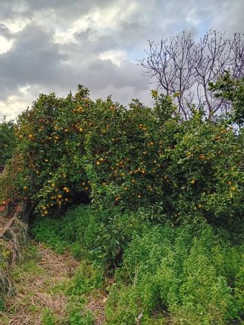 Terreno in vendita a Acireale, Pozzillo - Foto 2