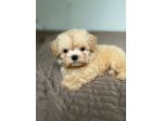 maltipoo toy