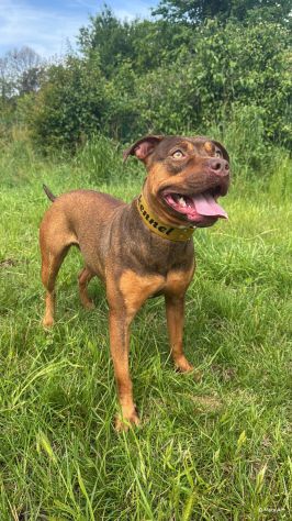 Cuccioli di pitbull ukc con pedigree - Foto 3