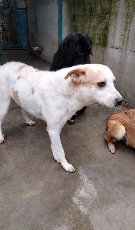 Itaca cagnolina gentile - Foto 8