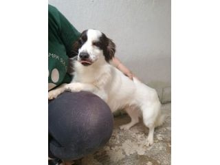 ROBIN - cagnolino di 3 anni - taglia piccola