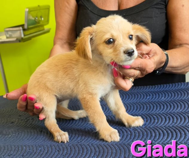 GIADA,cucciola mix volpino breton - Foto 9
