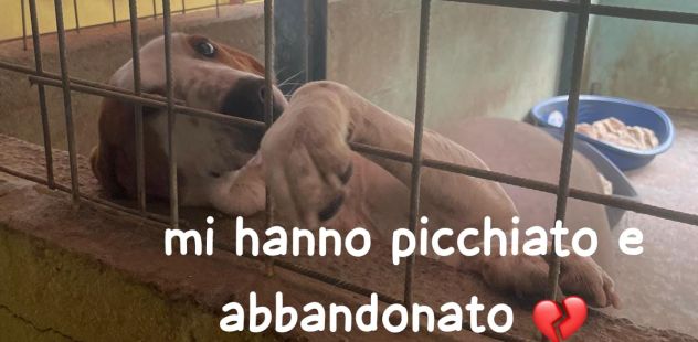 GIORGIO 2 ANNI BRACCO POINTER - Foto 2