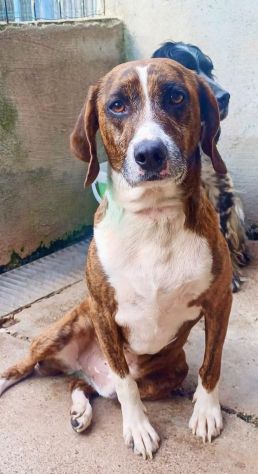AKY E LA SUA STORIA CAGNOLINO IN ADOZIONE