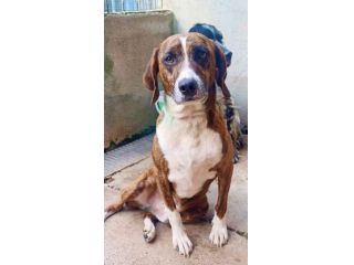 AKY E LA SUA STORIA CAGNOLINO IN ADOZIONE